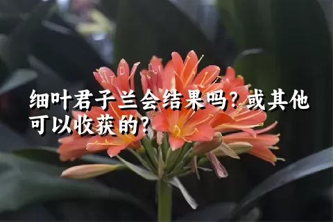 细叶君子兰会结果吗？或其他可以收获的？