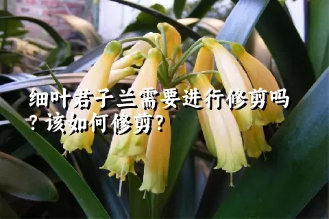 细叶君子兰需要进行修剪吗？该如何修剪？