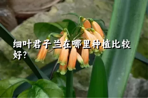 细叶君子兰在哪里种植比较好？