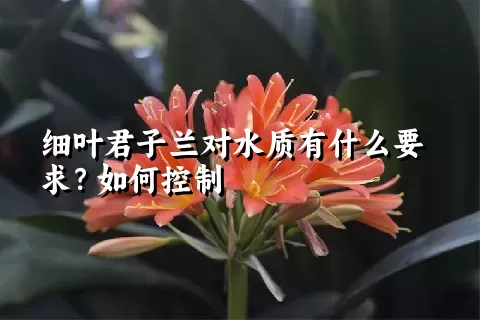 细叶君子兰对水质有什么要求？如何控制