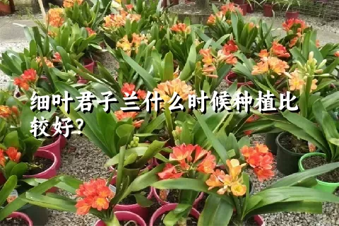 细叶君子兰什么时候种植比较好？