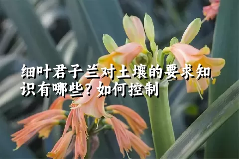 细叶君子兰对土壤的要求知识有哪些？如何控制