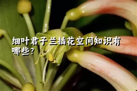 细叶君子兰插花空间知识有哪些？