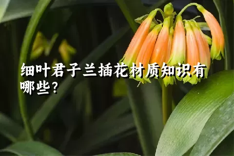 细叶君子兰插花材质知识有哪些？