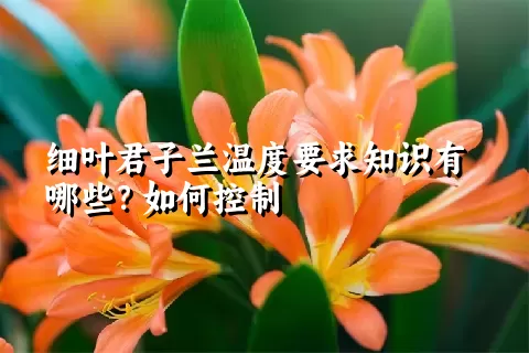 细叶君子兰温度要求知识有哪些？如何控制