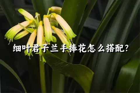 细叶君子兰手捧花怎么搭配？