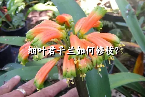 细叶君子兰如何修枝？