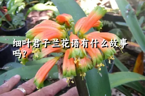 细叶君子兰花语有什么故事吗？