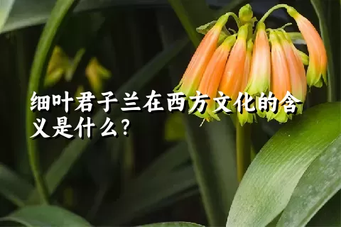 细叶君子兰在西方文化的含义是什么？