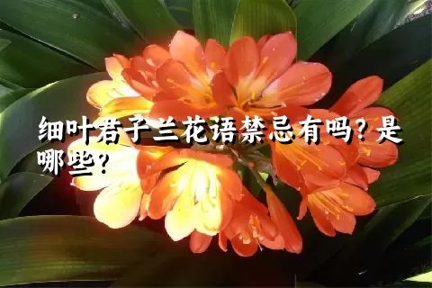 细叶君子兰花语禁忌有吗？是哪些？