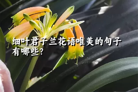 细叶君子兰花语唯美的句子有哪些？