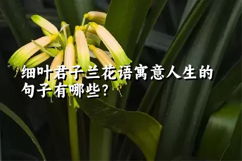 细叶君子兰花语寓意人生的句子有哪些？