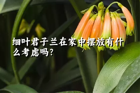 细叶君子兰在家中摆放有什么考虑吗？