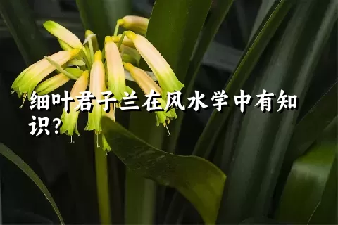 细叶君子兰在风水学中有知识？