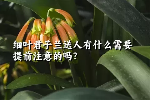 细叶君子兰送人有什么需要提前注意的吗？