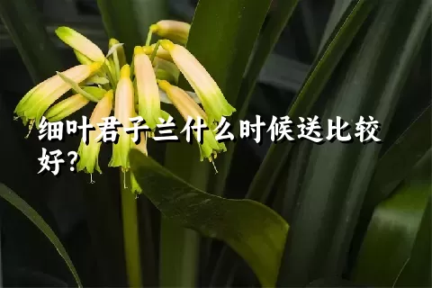 细叶君子兰什么时候送比较好？