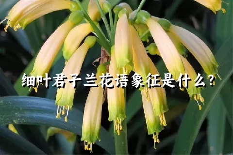 细叶君子兰花语象征是什么？