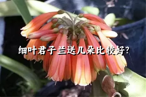 细叶君子兰送几朵比较好？