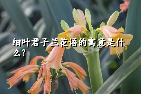 细叶君子兰花语的寓意是什么？