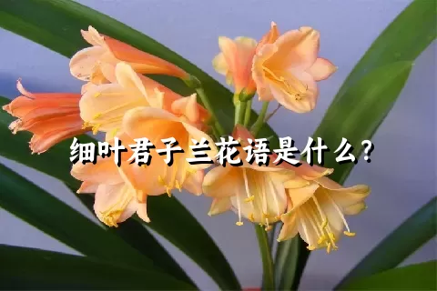 细叶君子兰花语是什么？