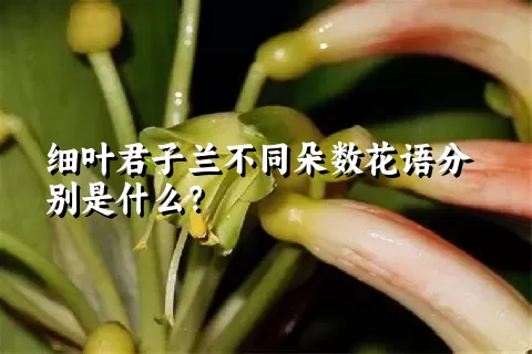 细叶君子兰不同朵数花语分别是什么？