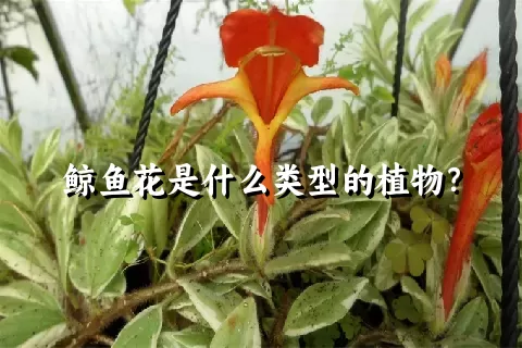 鲸鱼花是什么类型的植物？