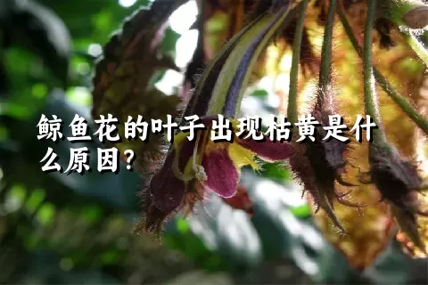 鲸鱼花的叶子出现枯黄是什么原因？