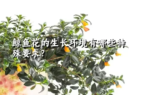 鲸鱼花的生长环境有哪些特殊要求？