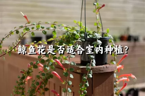 鲸鱼花是否适合室内种植？