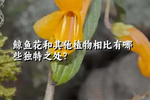 鲸鱼花和其他植物相比有哪些独特之处？