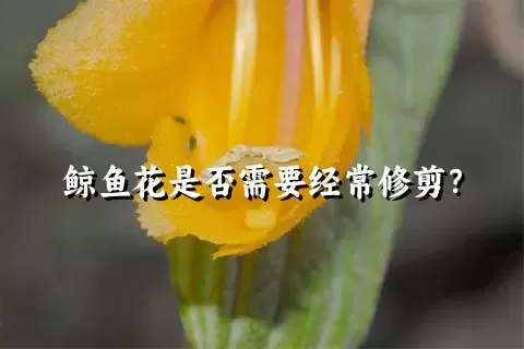 鲸鱼花是否需要经常修剪？