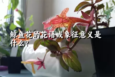 鲸鱼花的花语或象征意义是什么？