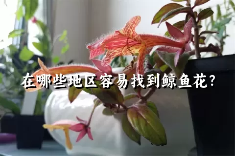 在哪些地区容易找到鲸鱼花？