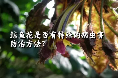 鲸鱼花是否有特殊的病虫害防治方法？