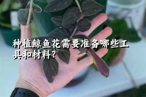 种植鲸鱼花需要准备哪些工具和材料？