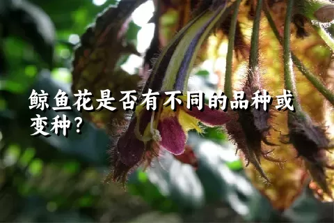 鲸鱼花是否有不同的品种或变种？