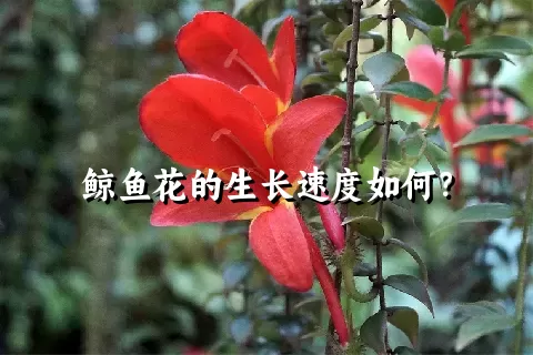 鲸鱼花的生长速度如何？