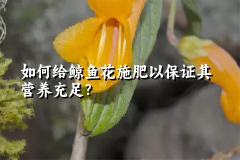 如何给鲸鱼花施肥以保证其营养充足？