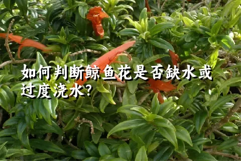 如何判断鲸鱼花是否缺水或过度浇水？