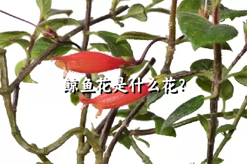 鲸鱼花是什么花？