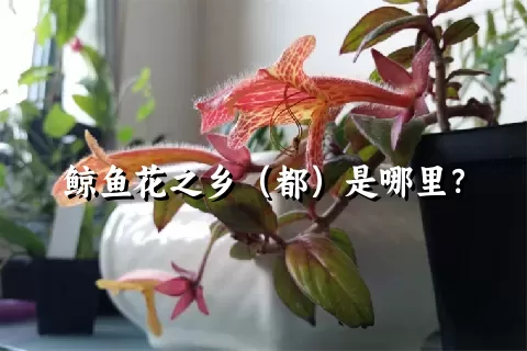 鲸鱼花之乡（都）是哪里？