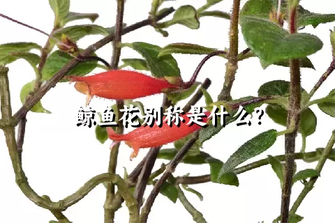 鲸鱼花别称是什么？