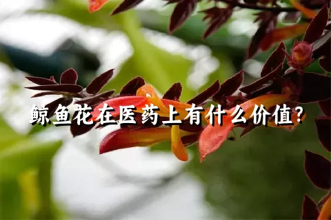 鲸鱼花在医药上有什么价值？