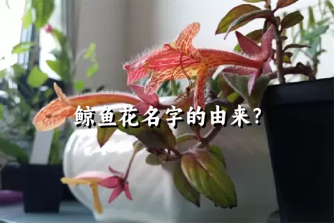 鲸鱼花名字的由来？