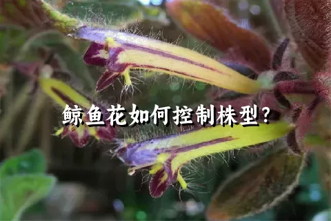 鲸鱼花如何控制株型？