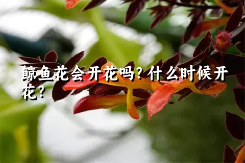 鲸鱼花会开花吗？什么时候开花？