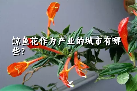 鲸鱼花作为产业的城市有哪些？