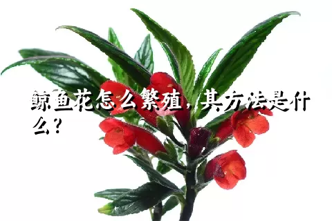 鲸鱼花怎么繁殖，其方法是什么？