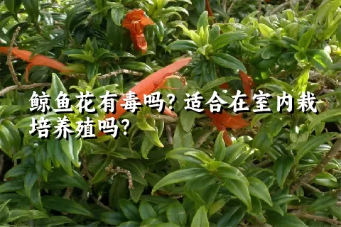 鲸鱼花有毒吗？适合在室内栽培养殖吗？