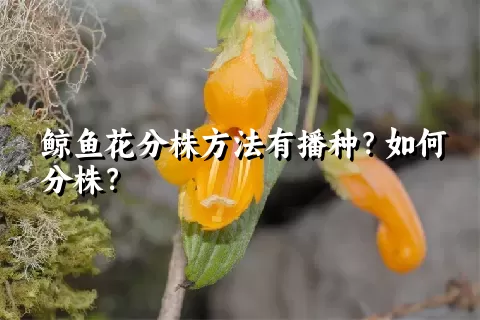 鲸鱼花分株方法有播种？如何分株？